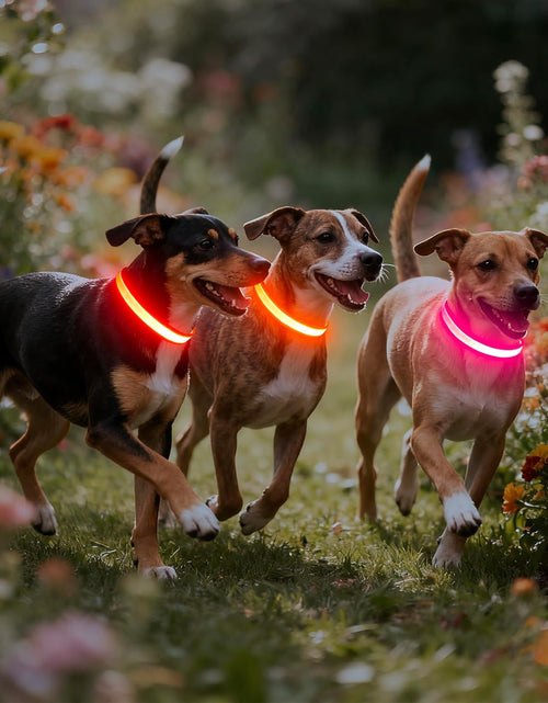 Load image into Gallery viewer, LED Dog Collar, Light up Dog Collar Adjustable USB Rechargeable Super Bright Safety Light Glowing Collars for Dogs
